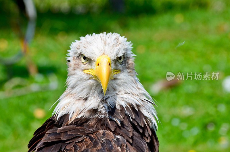 天空之王(Haliaeetus Leucocephalus)